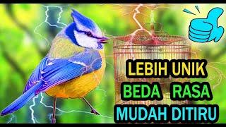 Masteran Burung Kecil Mewah Mudah Ditiru