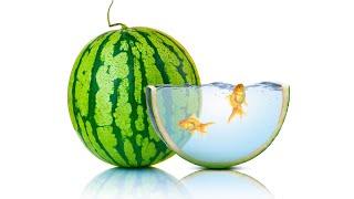 Make Simple Photo Manipulation in Photoshop | Watermelon and Fish