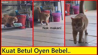 Gelagat Si Kucing Oyen Membebel Makanan Dah Habis. Tengok Apa Oyen Tu Bebel..