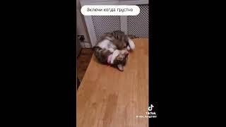 Коты спортсмены