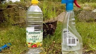 Killing Weeds with Vinegar,Piktžolių naikinimas su Atstu tikrai veikia