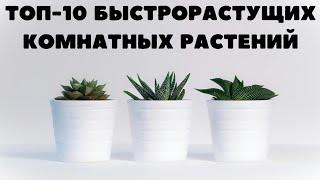 БЫСТРОРАСТУЩИЕ КОМНАТНЫЕ РАСТЕНИЯ ТОП-10