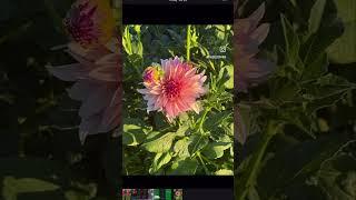 Your iPhone Knows That Flower?! (Secret Plant ID Trick)