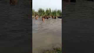 Cow and buffalo swimming pool video#tobibul