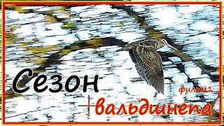 Сезон вальдшнепа. Первая серия. Охота на вальдшнепа в августе: начало.