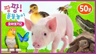 팡팡! 동물놀이ㅣ모아보기2ㅣ자연탐구ㅣ어린이 프로그램ㅣPangpang! Play with AnimalㅣKids