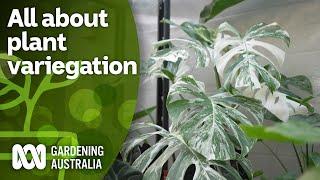 What is plant variegation? How you can encourage it | Indoor Plants | Gardening Australia