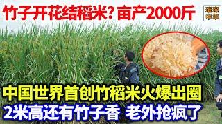 竹子和水稻杂交 亩产2000斤，中国世界首创竹稻米火爆出圈，2米高还有竹子香，老外抢疯了！#杂交水稻 #水稻种植  #农业