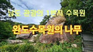 난대림 나무 2/4편 - 10월 완도수목원의 나무 30종류 해설