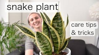 THE (almost) UNKILLABLE SNAKE PLANT | Sansevieria Care Tips & Tricks