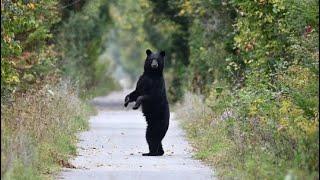 Watch Out for the Moonwalking Bear