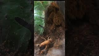 Mini clips 3 Guess the species  #fypage #funny #tarantulasoftheworld #spiderlife #giantspider