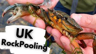 ROCK POOL WILDLIFE in the UK