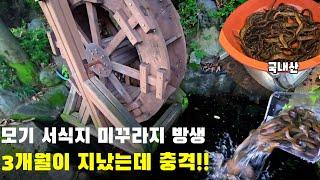 모기 서식지에 미꾸라지 방생 후 3개월이 지났습니다