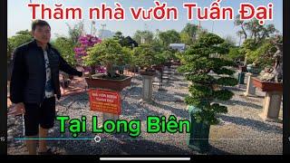 VD569 Thăm nhà vườn Tuấn Đại rất nhiều tác phẩm bon sai đẹp trưng bày tại chợ hoa cây cảnh Long biên