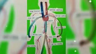 SISTEMA CIRCULATORIO/ MAQUETA DEL SISTEMA CIRCULATORIO PASO A PASO/ LA SANGRE CIRCULA DE VERDAD 