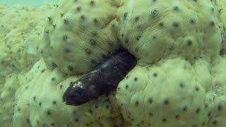 Pearlfish hides inside a sea cucumber - Natural World 2016: Episode 2 Preview - BBC