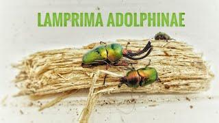 #1. Lamprima Adolphinae - Setting up the breeding box