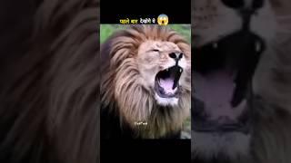 The king  of lions ️ #shortsfeed #shorts