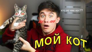 ЗНАКОМЬТЕСЬ, мой кот 