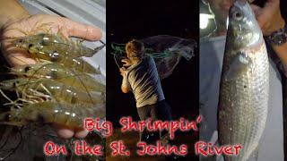 Cast-Netting for BIG SHRIMP on the St. Johns River