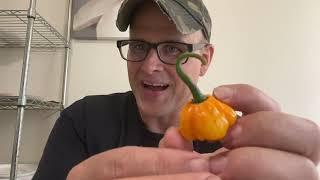 MOA Scotch Bonnet Pepper Review