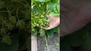 Срочно под клубнику подкормка #клубника #сад #дача #огород #урожай