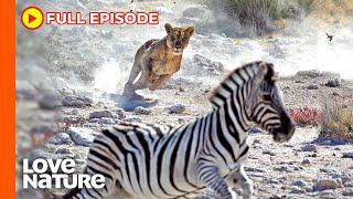 Predator vs. Prey on the Africa Savannah | Wildlife Icons Ep105