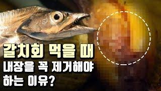 제주도에 은갈치 낚시하러 갔습니다. Visiting Jeju island for hairtail fishing