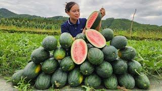 Harvesting Watermelon Fruit Garden goes to the market sell - Gardening | Lý Thị Ca