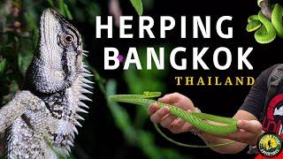 SNAKES OF THAILAND | BANGKOK | HERPING | FLYING TREE SNAKE | VINE SNAKE | TRIMERESURUS MACROPS