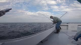 Blue fin tuna fishing in the North Atlantic Ocean