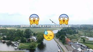 DRONE ATTACK BY OYSTERCACHER (dji spark)