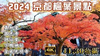 2024 京都楓葉快報 I 11/30 真如堂楓紅滿開、金戒光明寺、榮攝院滿開 I 圓光寺 十牛之庭楓紅約7成、詩仙堂滿開、糺之森綠油油一片、下鴨神社滿開 最佳觀賞期到12月初