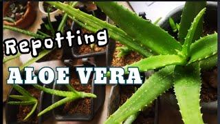 Repotting ALOE VERA  plant | JulieSanG