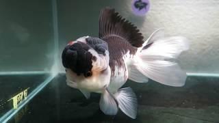 SOLD: Premium Grade Thai Panda Oranda Goldfish Male (S17) Fishchick Auctions (Song18)