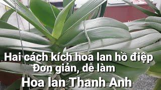 Hai cách kích hoa lan hồ điệp cực hiệu quả