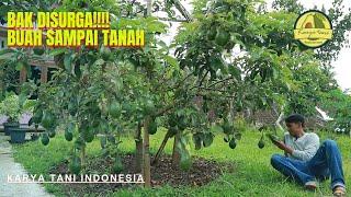 SURGA BUAH ‼️ ALPUKAT SIMANIS VS PLUWANG SUPER PRODUKTIF