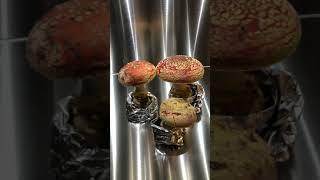 Mario Mushrooms! Fly Agarics (Amanita muscaria) growing in time lapse in Mella Mushroom Chamber