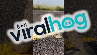 A Rattlesnake On The Road || ViralHog