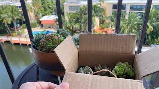 Succulent by mail/ leaves propagate / Суккуленты почтой из Калифорнии / размножение суккулентов