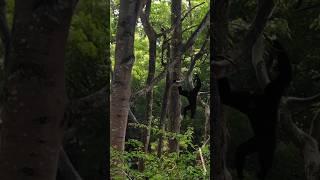 Siamang atraksi #tamanwisata #siamangparapat #siamang #hewansiamangberasaldarimana #tamanwisatakera