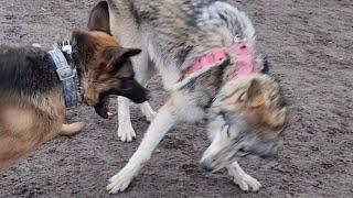 A Wolf at the Dog Park! #petwolf #wolfpup #wolfdog