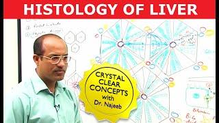 Hepatocytes and Portal Vein | Liver Histology | Dr Najeeb