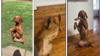 Vizsla dog  ||  Vizsla best videos 2022 #3  #vizsla  #vizslas