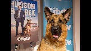 DOG GOES HOLLYWOOD: Ready for his closeup Ancaster pooch stars in TV's Hudson and Rex