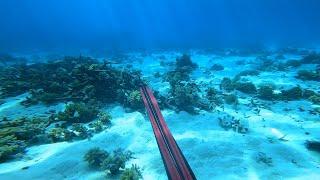 INSANE SPEARFISHING (Far North QLD)