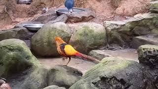 bird park  Kuala Lumpur nature sound