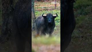 La seriedad del TORO - 𝕍𝔸𝕃𝔻𝔼𝕃𝕃𝔸ℕ #toros #tauro #tauromaquia #toro #taureau #bull