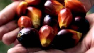 Palm Oil - tv commercial. promo, documentary (uploaded by: walkingtripod)